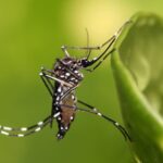 Mosquito Aedes aegypti, transmissor da Dengue, Chikungunya e Zika. Foto: Reprodução