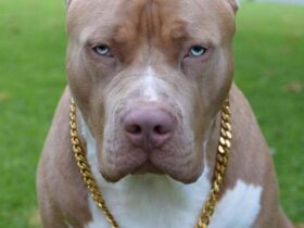 Dono matou pit bull a pauladas após ele atacar criança e outro cão