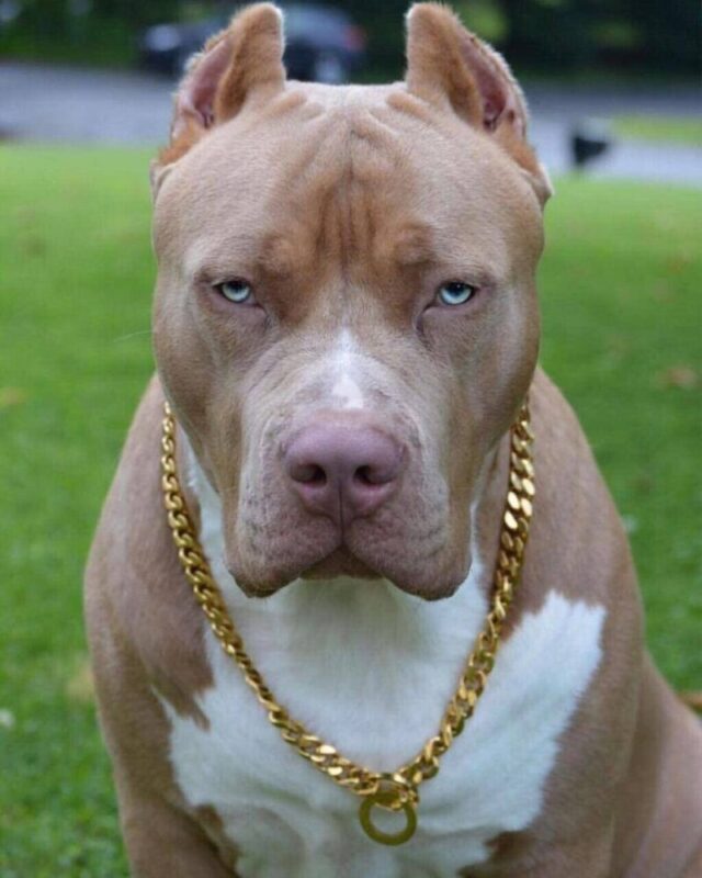 Dono matou pit bull a pauladas após ele atacar criança e outro cão