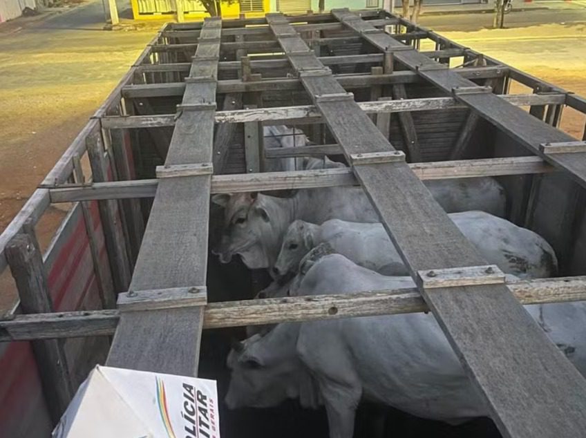 Foto: Polícia Militar/Divulgação