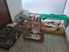 Aves foram apreendidas - Foto: PMRv / Divulgação