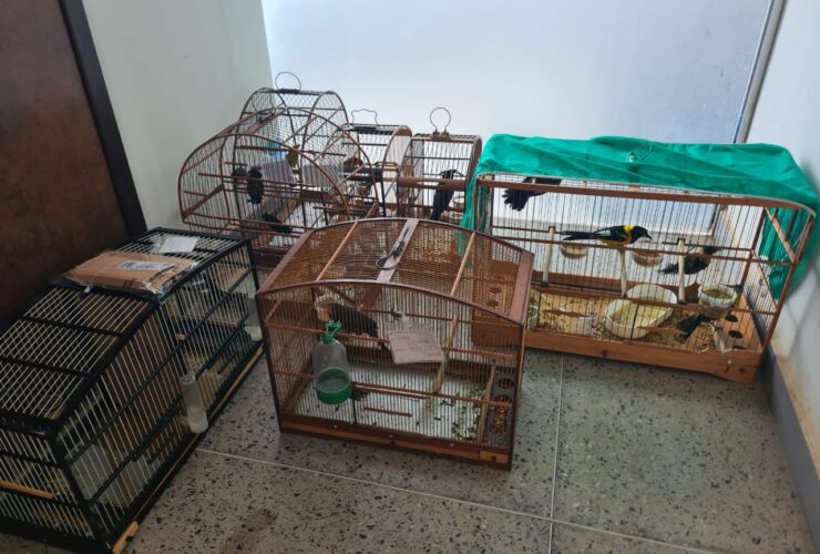 Aves foram apreendidas - Foto: PMRv / Divulgação