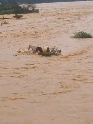 Cavalos ilhados no rio São Francisco, em Pirapora, Norte de Minas.