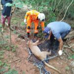 Animal sendo resgatado pelos bombeiros