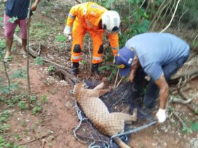 Animal sendo resgatado pelos bombeiros