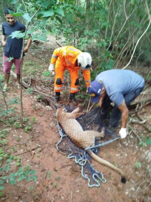 Animal sendo resgatado pelos bombeiros