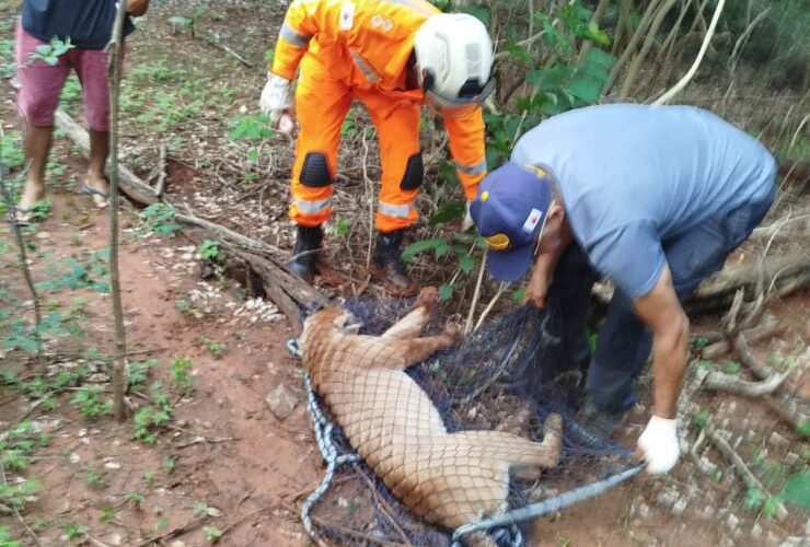 Animal sendo resgatado pelos bombeiros