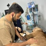 Animal recebeu atendimento emergencial em Januária.