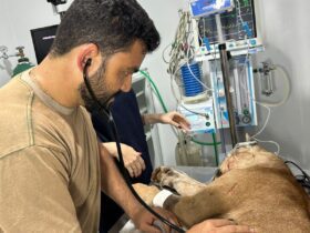 Animal recebeu atendimento emergencial em Januária.