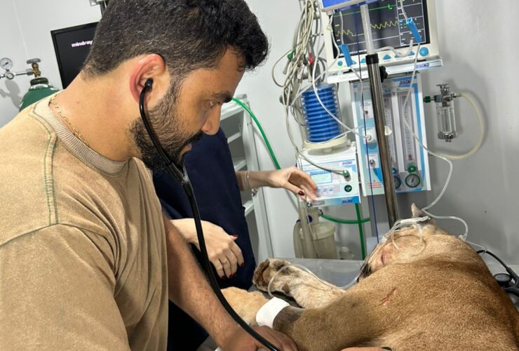 Animal recebeu atendimento emergencial em Januária.