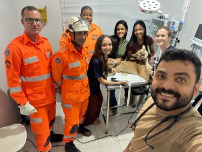 Equipe do Corpo de Bombeiros e de veterinários que atenderam a onça-parda.