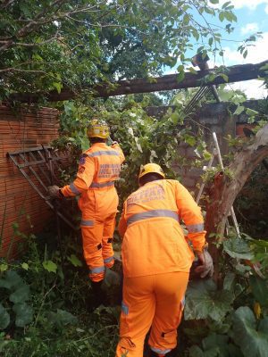 Equipe do corpo de bombeiros realizando a captura