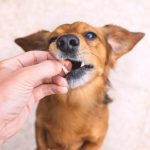 Foto: Adobe Stock