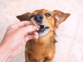 Foto: Adobe Stock