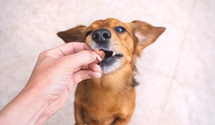 Foto: Adobe Stock