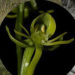Nova espécie de orquídea é descoberta no Norte de MG - Foto: Agência Minas/ Gabriela Cruz-Lustre/Divulgação