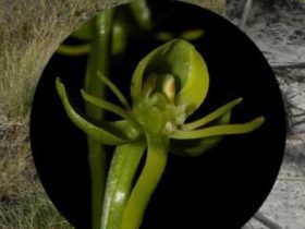 Nova espécie de orquídea é descoberta no Norte de MG - Foto: Agência Minas/ Gabriela Cruz-Lustre/Divulgação