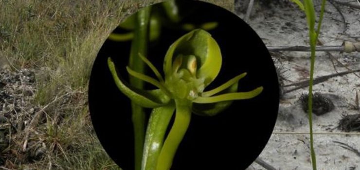 Nova espécie de orquídea é descoberta no Norte de MG - Foto: Agência Minas/ Gabriela Cruz-Lustre/Divulgação