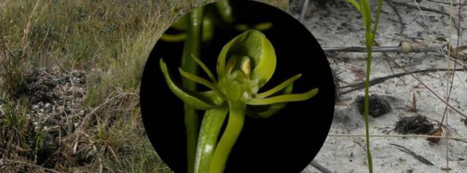Nova espécie de orquídea é descoberta no Norte de MG - Foto: Agência Minas/ Gabriela Cruz-Lustre/Divulgação