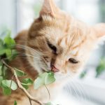 Foto:iStock/Divulgação