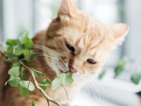 Foto:iStock/Divulgação