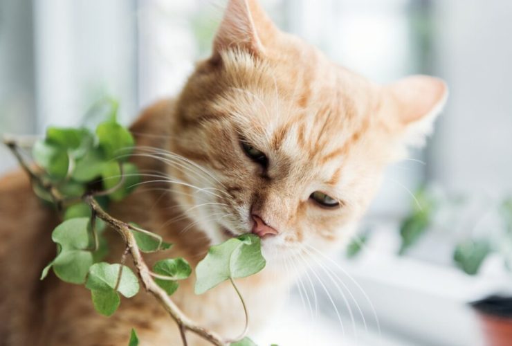 Foto:iStock/Divulgação