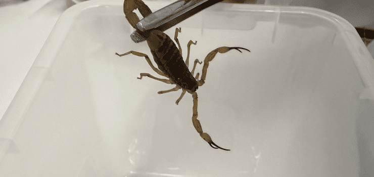 Foto: Lucas Luckeroth / Funed / Divulgação