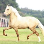 Foto: Sociedade Rural/Ascom/Divulgação