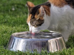 Confira a Coluna Fala, vet! da Dra. Gabriela Oliveira - Foto: Divulgação