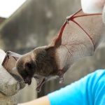Foto: Prefeitura de Jundiaí/Divulgação
