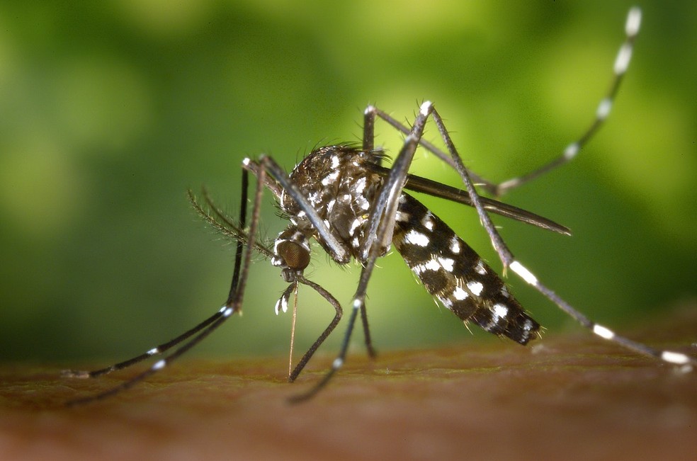Budget für die Woche der Dengue-Kontrollbemühungen in Montes Claros