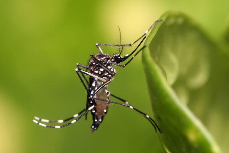 Mosquito Aedes aegypti, transmissor da Dengue, Chikungunya e Zika. Foto: Reprodução