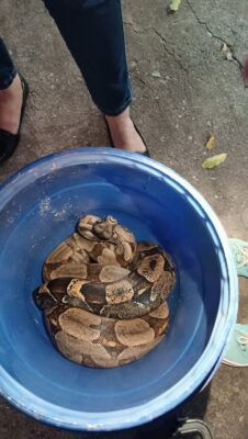 Cobra com mais de um metro entra em casa e assusta moradores em Montes  Claros