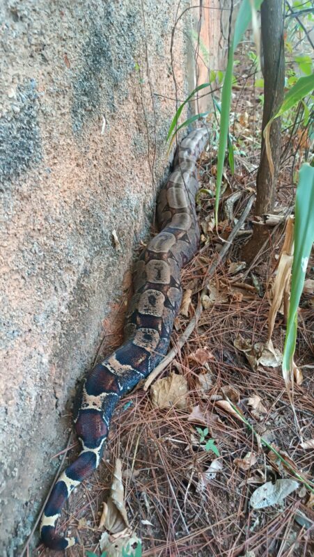 Cobra com mais de um metro entra em casa e assusta moradores em Montes  Claros