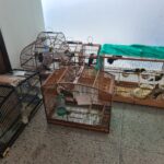 Aves foram apreendidas - Foto: PMRv / Divulgação