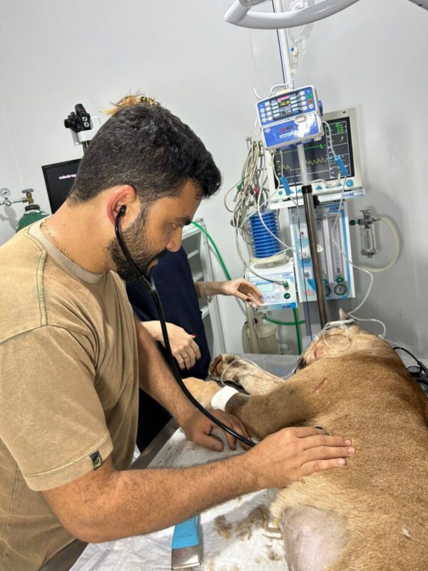 Animal recebeu atendimento emergencial em Januária.