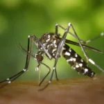 Aedes aegypti