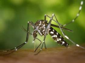 Aedes aegypti