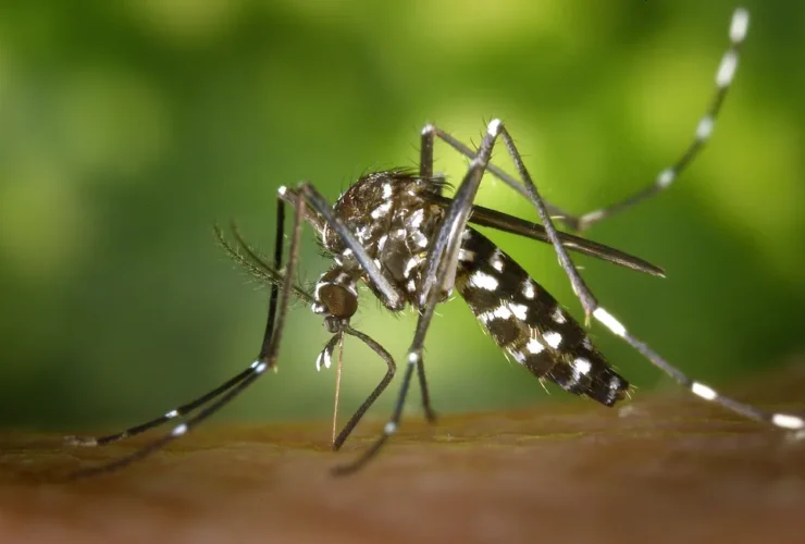 Aedes aegypti