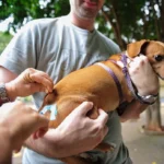 Vacinação é destinada para cães e gatos com idades a partir de três meses - Foto: Internet