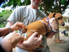 Vacinação é destinada para cães e gatos com idades a partir de três meses - Foto: Internet