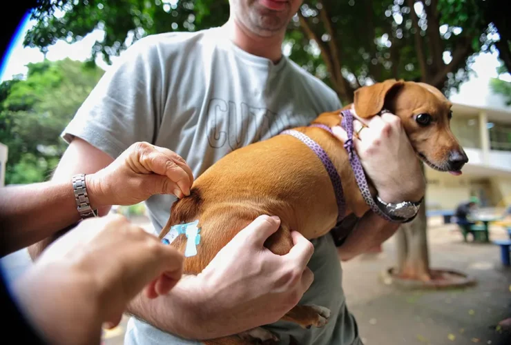 Vacinação é destinada para cães e gatos com idades a partir de três meses - Foto: Internet