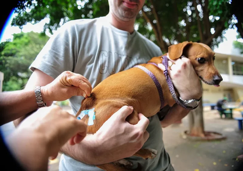 Vacinação é destinada para cães e gatos com idades a partir de três meses - Foto: Internet